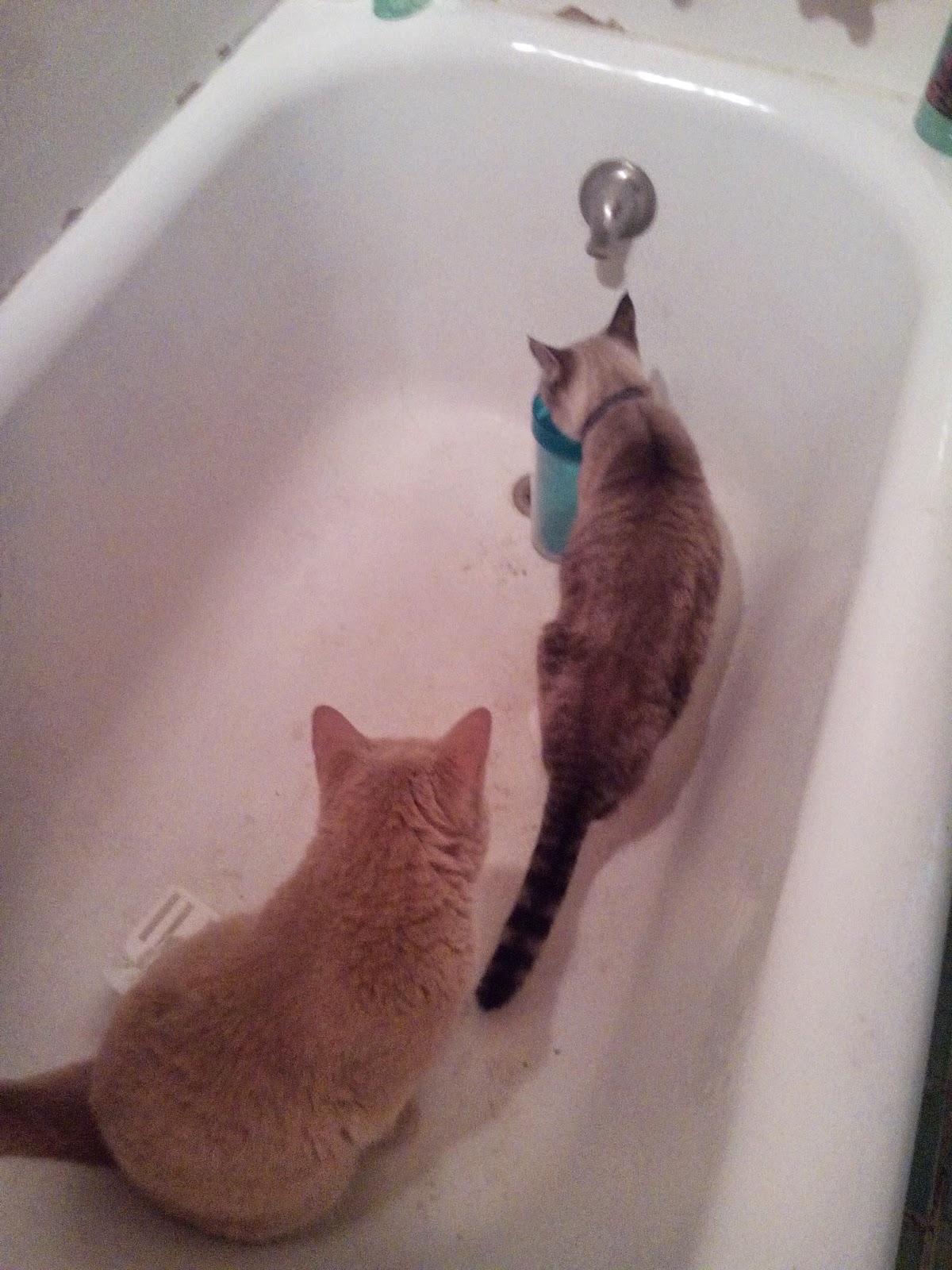 Cat Litter Stuck Cats Feet Cat Litter Stuck Cats Feet