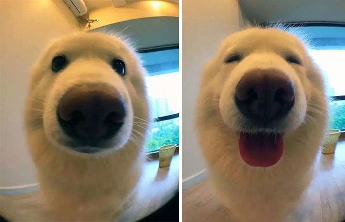 People Are Posting Pics Of Their Animals Before & After Being Called A Good Boy People Are Posting Pics Of Their Animals Before & After Being Called A Good Boy
