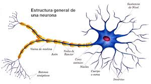 neurona completa