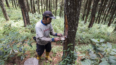 MELIHAT PROSPEK PELUANG USAHA GETAH PINUS SKALA INTERNASIONAL