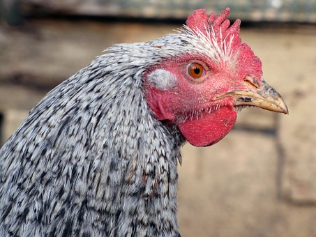 80 Gambar Ayam Sedang Makan HD 80 Gambar Ayam Sedang Makan HD