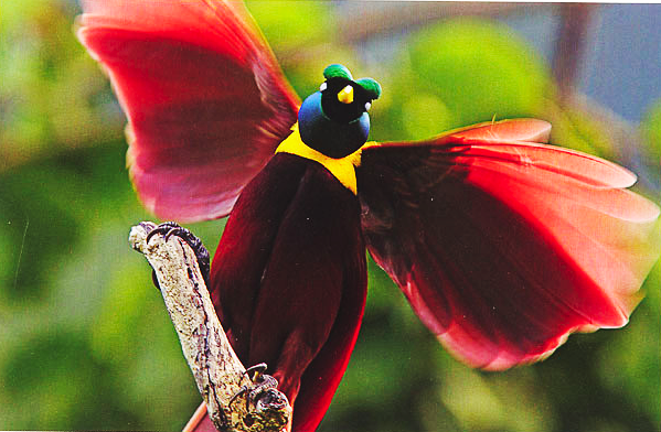 Red bird of paradise (Paradisaea rubra)