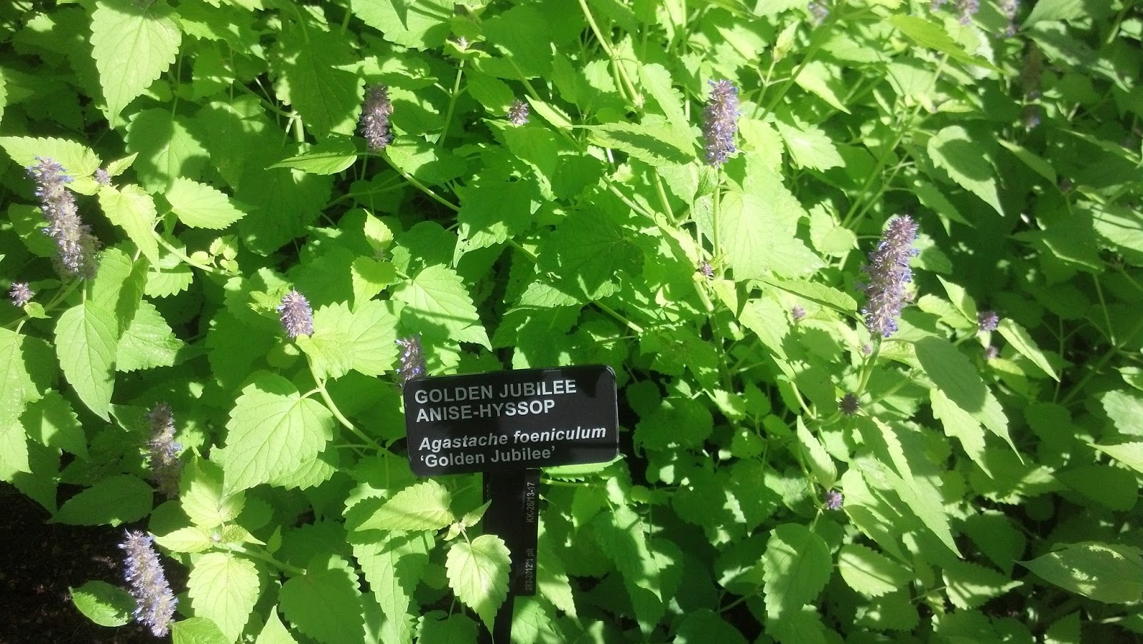 Backyard Patch Herbal Blog Anise Hyssop Herb Of The Week Anise Hyssop Herb Of The Week