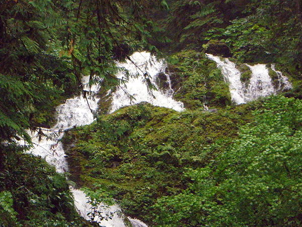 Bunch Creek raging with many falls in green forest