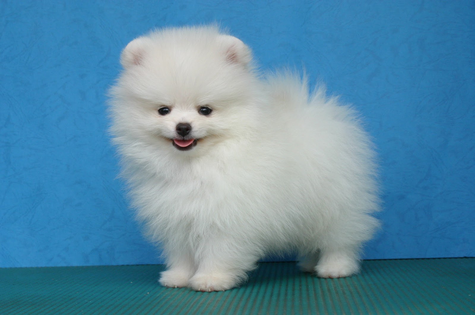 Cute Puppy Dogs White Pomeranian Puppies