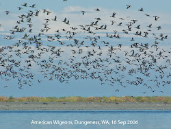 birds flock flocking flocks waterfowl northwest why form mixed notes nature wigeon