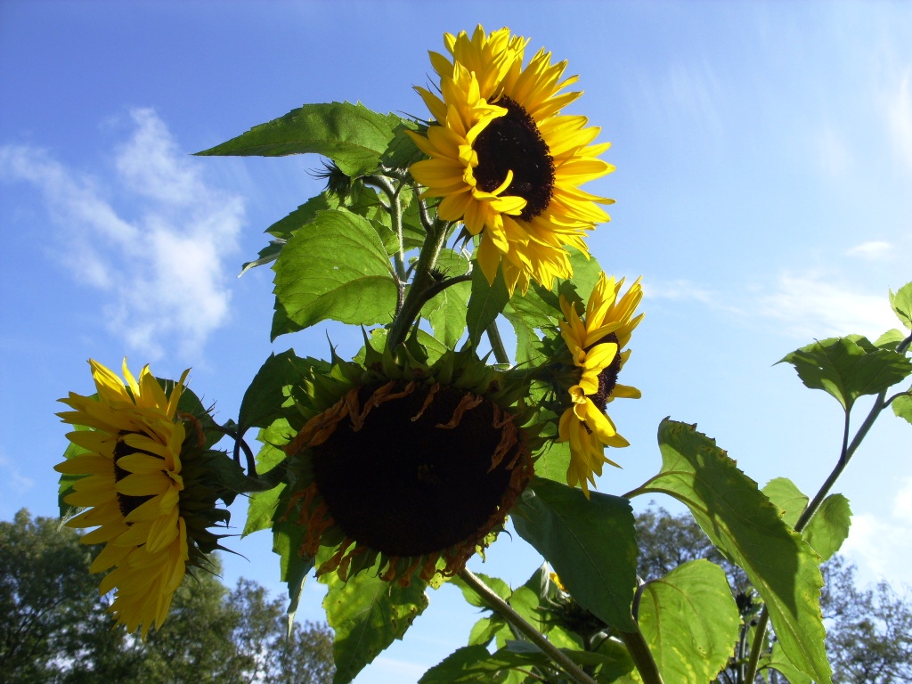 Kelli's Northern Ireland Garden Goodbye Sunflower