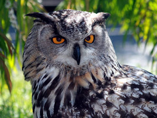 Eurasian Eagle-Owl, Ranthambore National Park