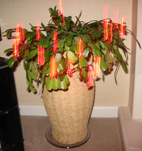 LinsArt Sepia [TAW], Christmas Cactus Lights