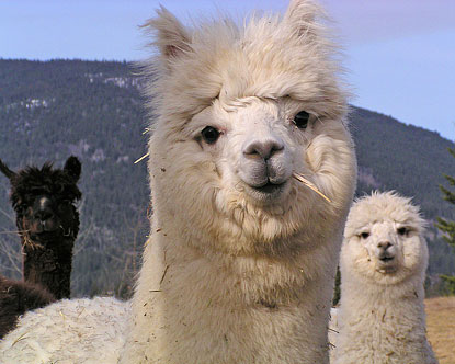 mountains andes animals mountain region america south alpaca animal alpacas llamas pets