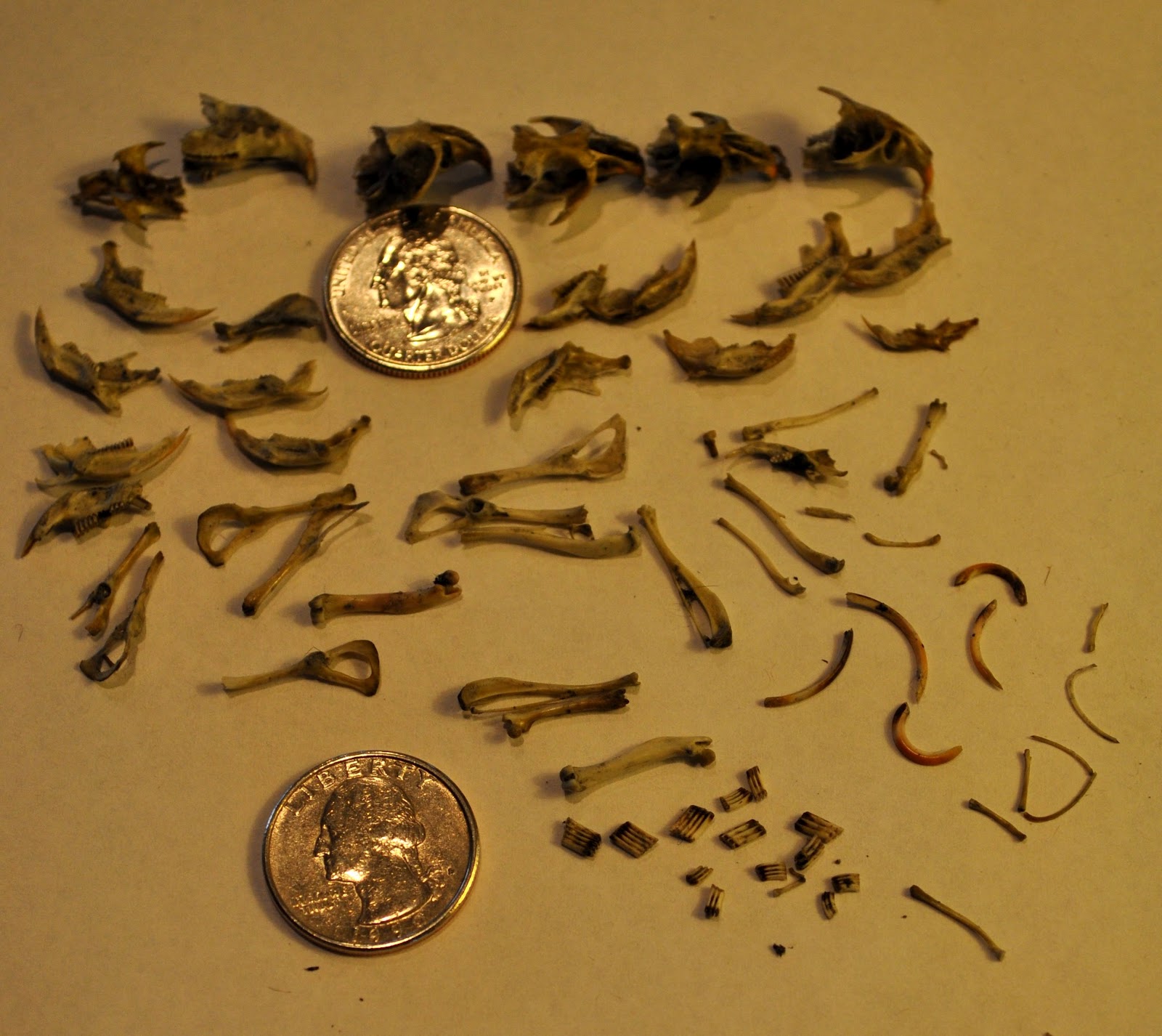 Recent Sightings Snowy Owl Pellet and Contents