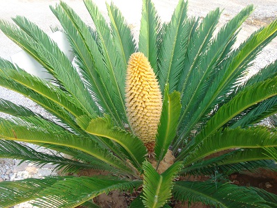 cycas no lo se 191 o si cycas no lo se 191 o si