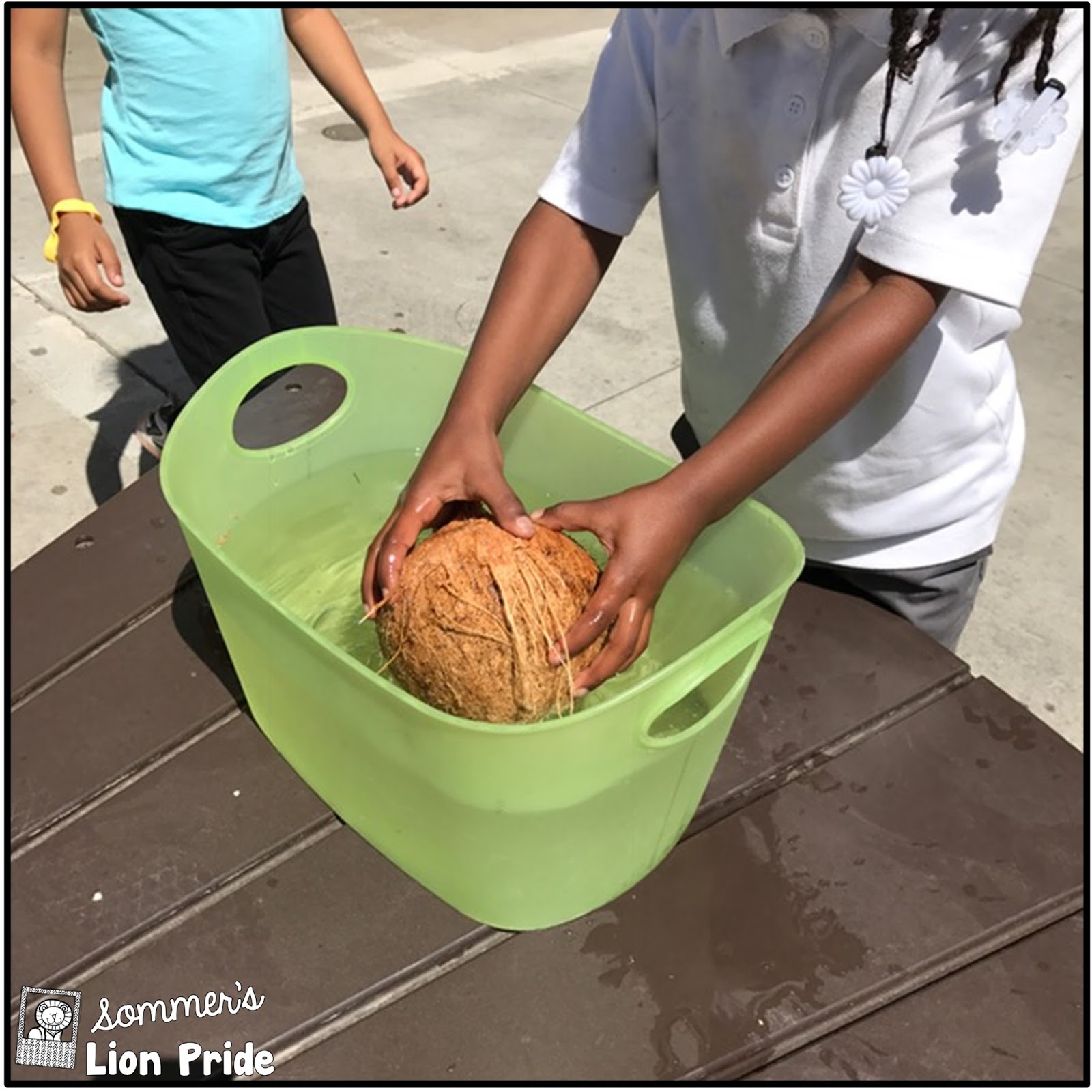 Sommer's Lion Pride: The Science of Coconuts in Your Kindergarten Classroom