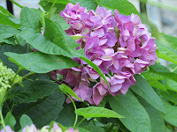 large purple pink bluish head of a hydrangea plant with green leaves