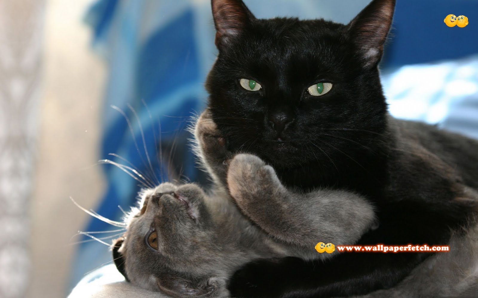 The Wallpapers UK 40 Beautiful Animal HD Wallpapers