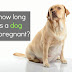 How Long Are Dogs Pregnant?