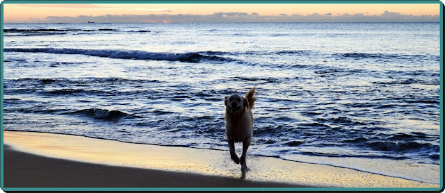 dog and beach
