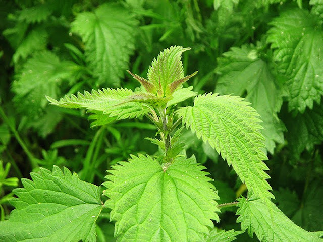Grande ortie ou ortie dioïque recette à base d'ortie