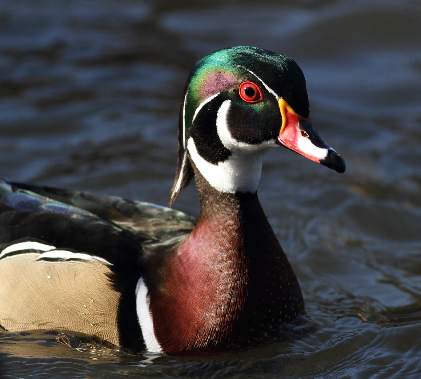 Judge, Jury, and Exhibitioner Wood Ducks of Central Park