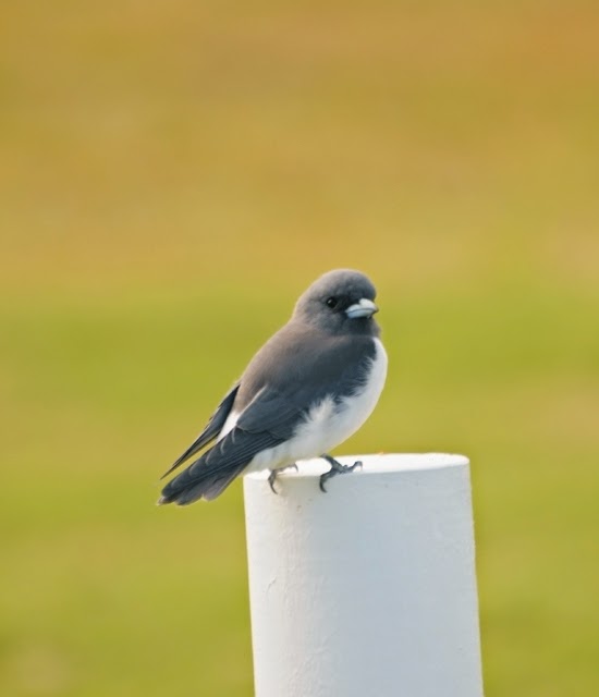 White-breasted Woodswallow 006