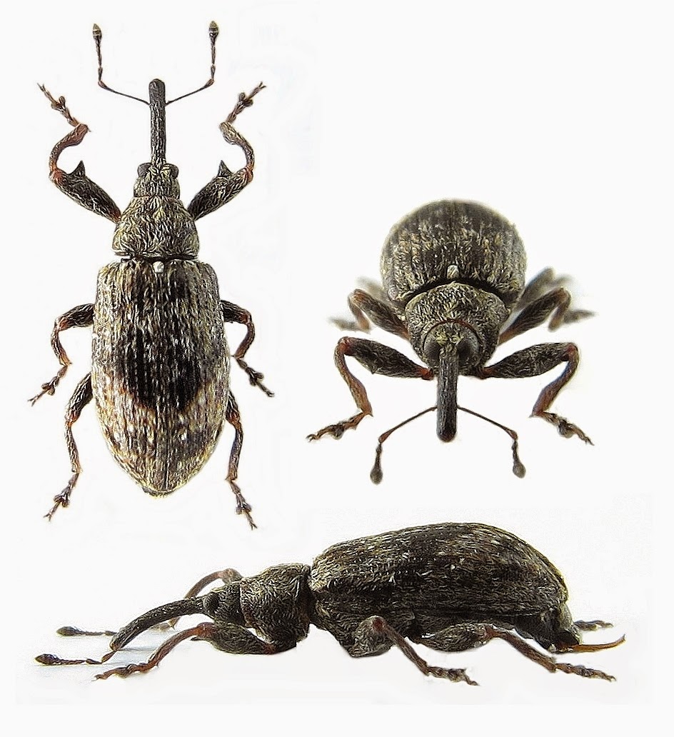 Яблонный цветоед (Anthonomus pomorum) Яблонный цветоед (Anthonomus pomorum)