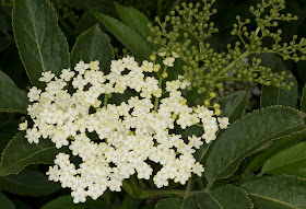 Elder flowers, Sambucus nigra.  Near Leigh on 19 May 2012.