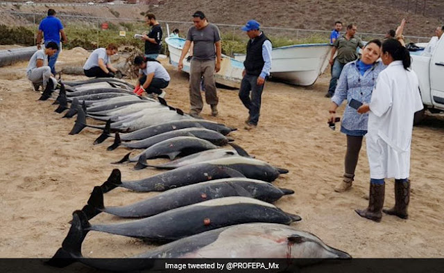 Dolphins Die Dolphins Die