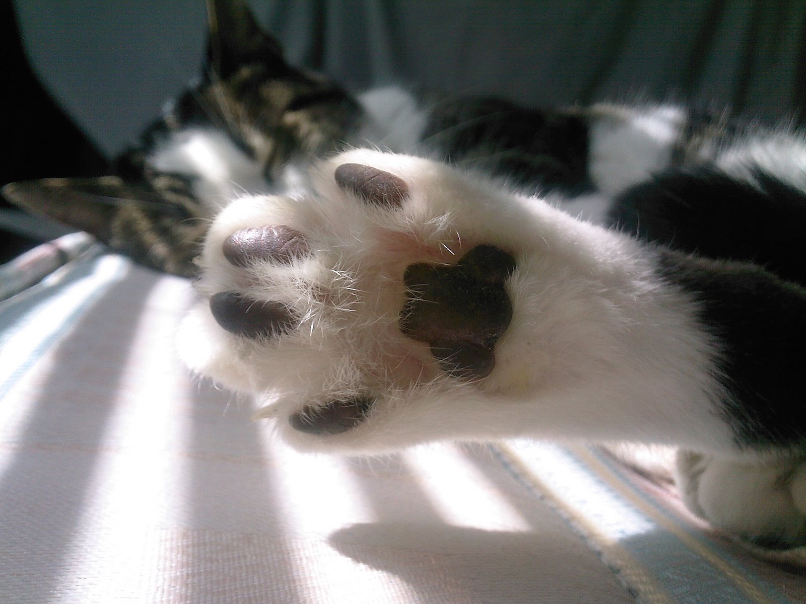 Cat Feet Studio Cat Feet....Why?