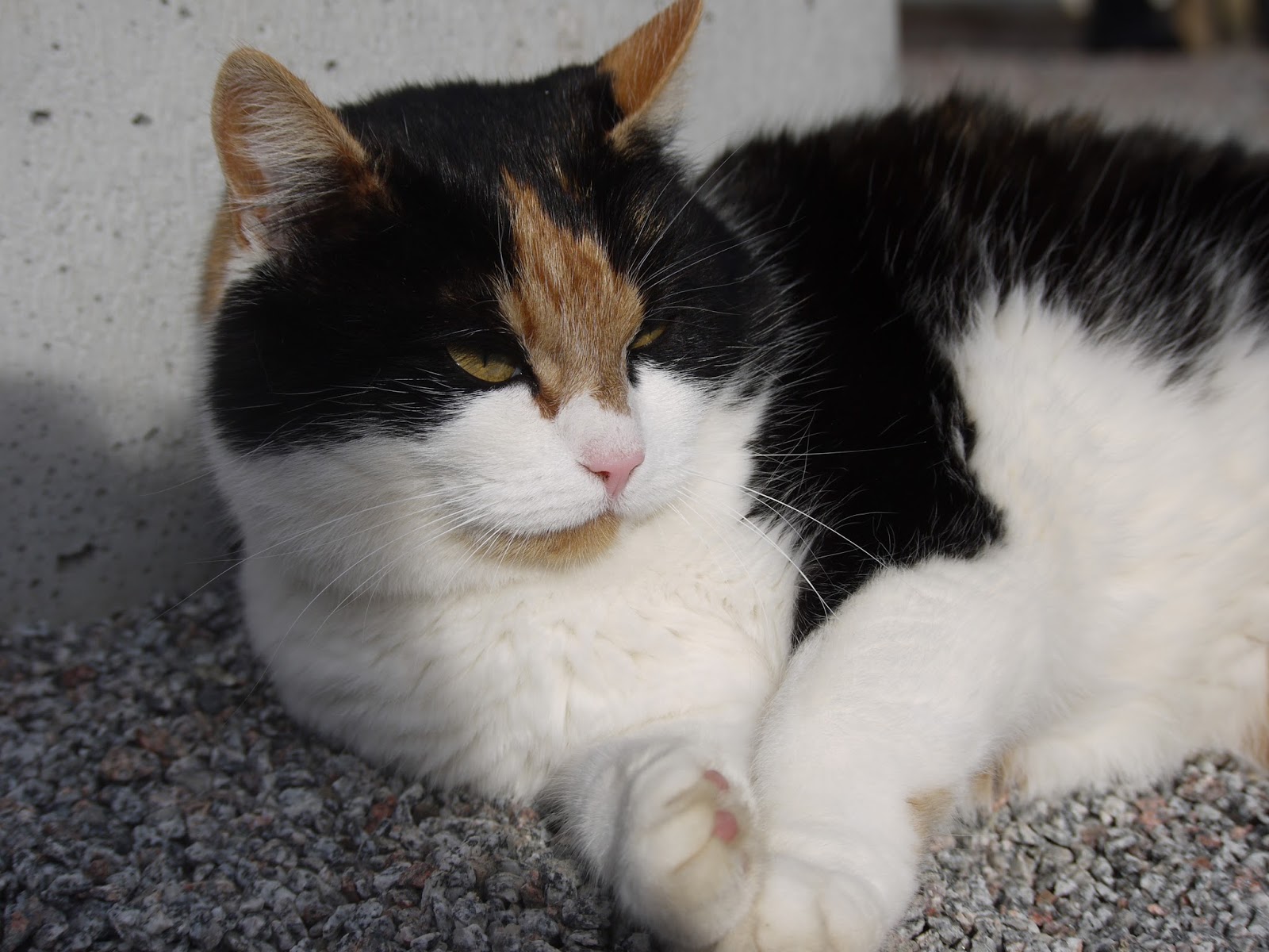 Aiheeseen liittyvä kuva