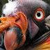 Top 10 zoos in the world