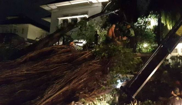 Penampakan Pohon Beringin Besar di Dekat Markas Kampanye Ahok Tumbang, Salah Satu Mobil Ahoker Tertimpa Penampakan Pohon Beringin Besar di Dekat Markas Kampanye Ahok Tumbang, Salah Satu Mobil Ahoker Tertimpa