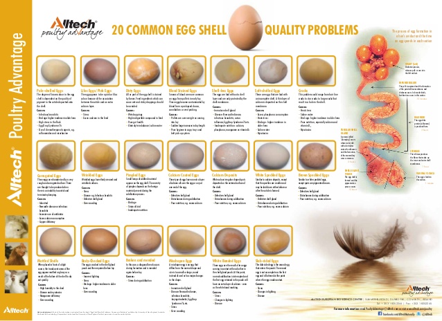 Chicken Egg Chart