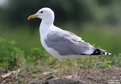 (Larus cachinnans)Caspian gull / Gaviota caspica / Kaspioko kaioa