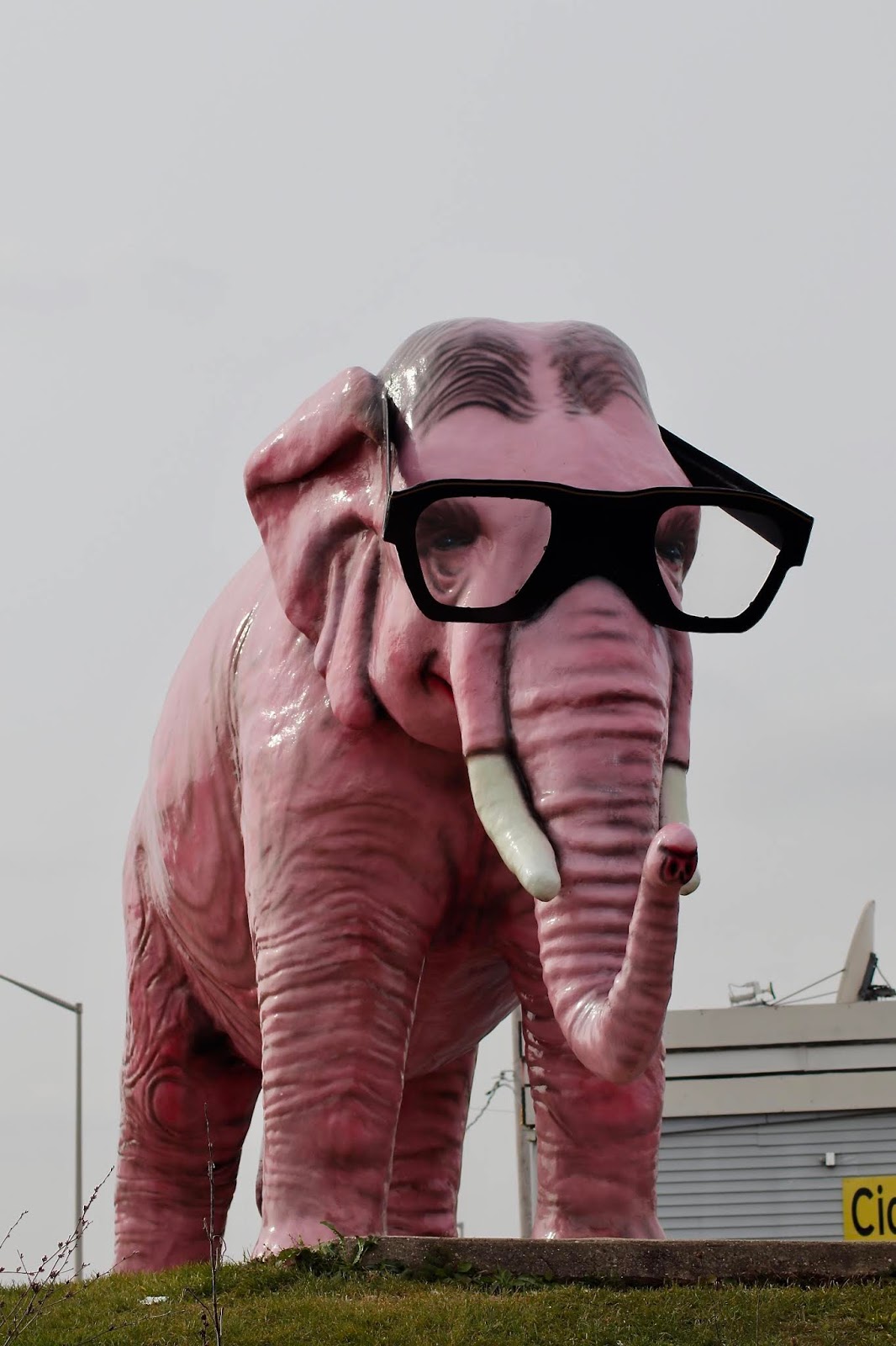 Pinkie the Elephant DeForest, WI Brianne Sieberg