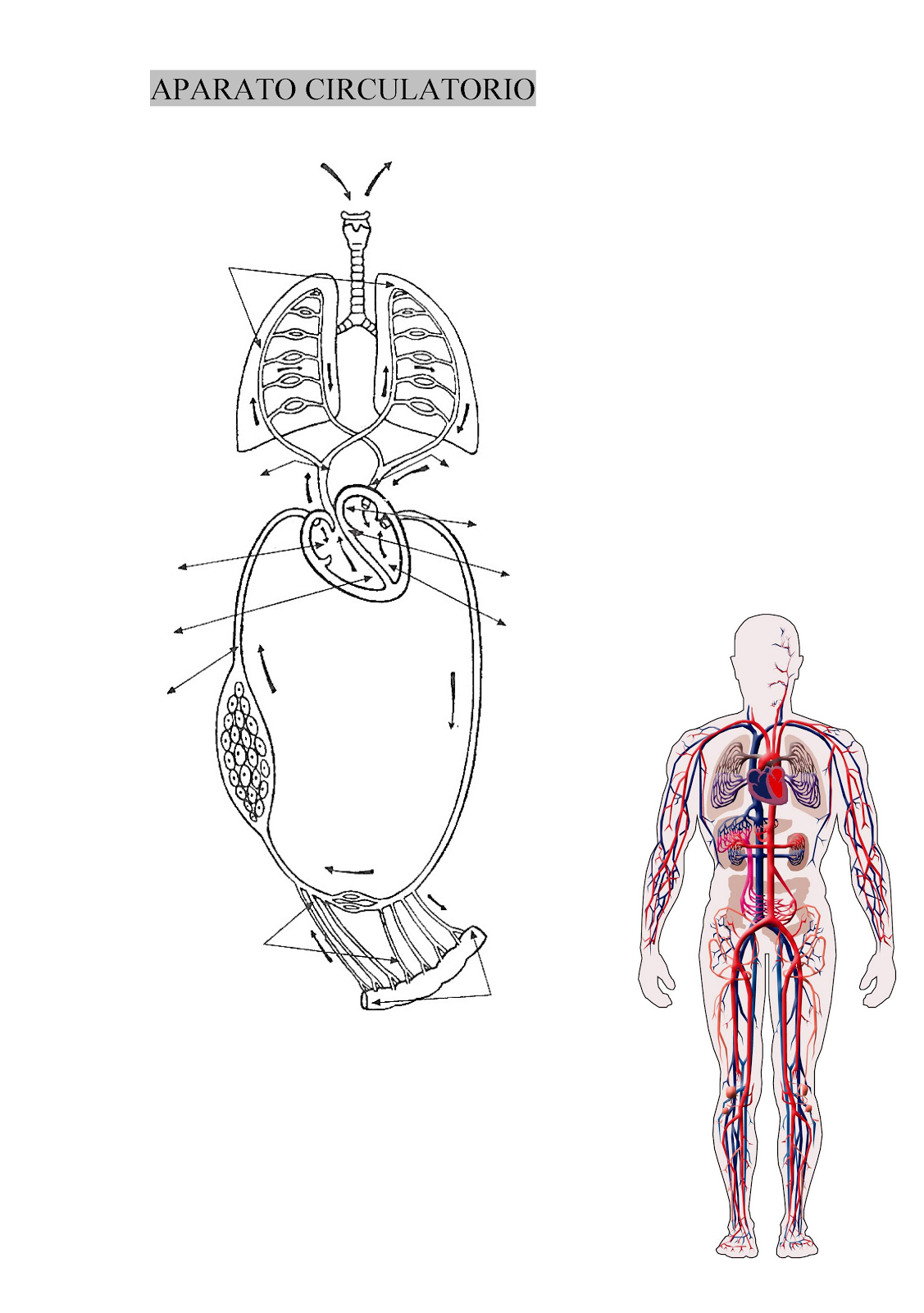 El blog de Nito y Sito: ESQUEMAS ESCOLARES DEL CUERPO HUMANO