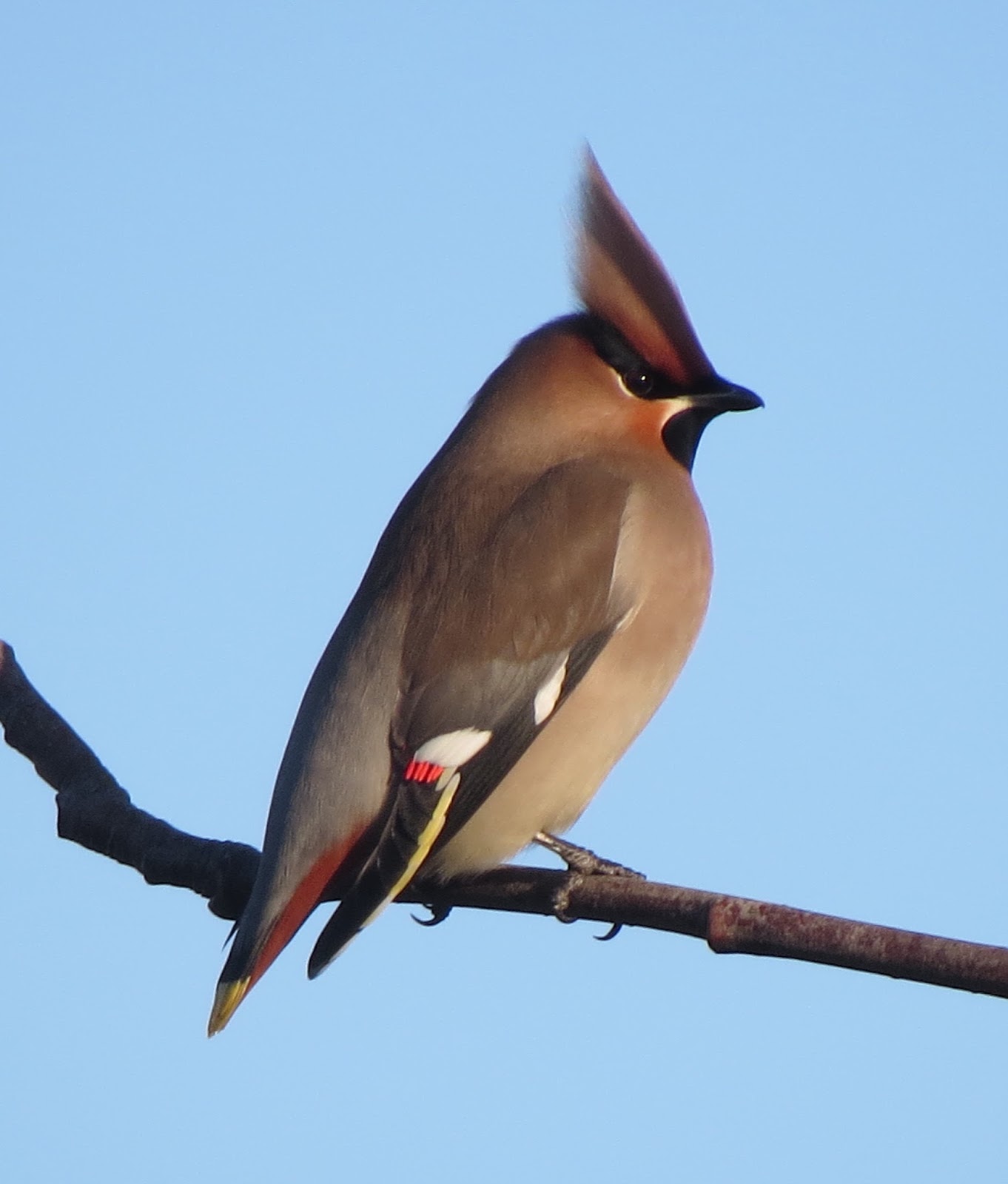 Waxwings Rayleigh Weir