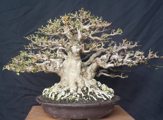 Menghias Rumah Dengan Bonsai Anting Putri