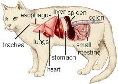 gabapentin for cats with liver disease