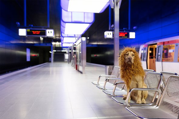 Um cachorro fantasiado de leão na cidade grande na fotografia de Julia Marie Werner Julia Marie Werner fotografia cão cachorro fantasiado como leão cidade grande big city lion