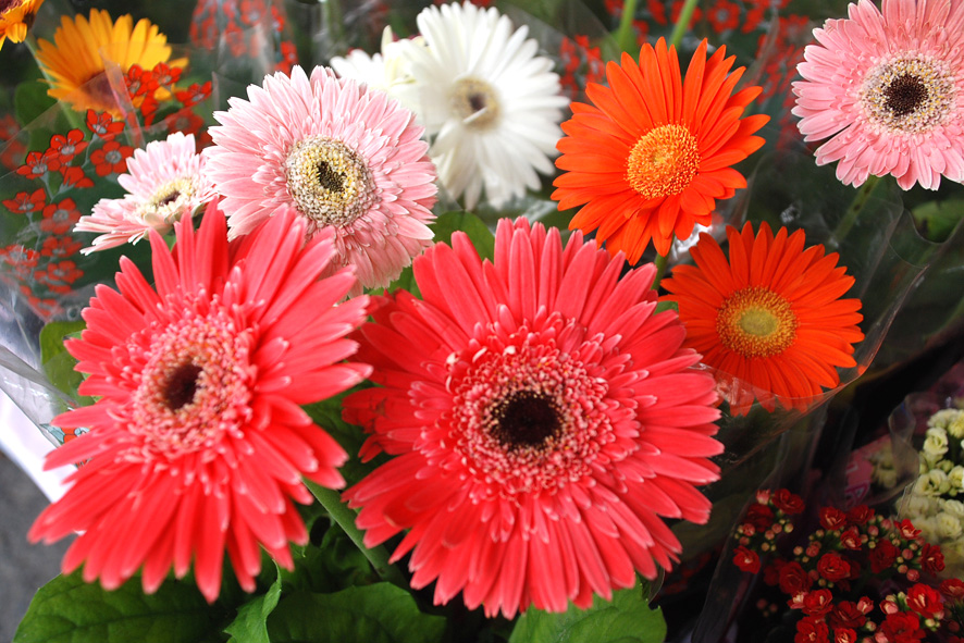aricrenio: flores