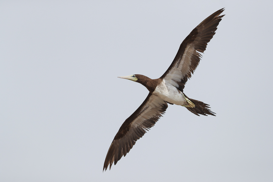 Brown Booby Sula leucogaster 