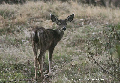 Eaglewings Ministries Journal: Funny Fawn