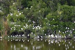 This is the Everglades National Parks