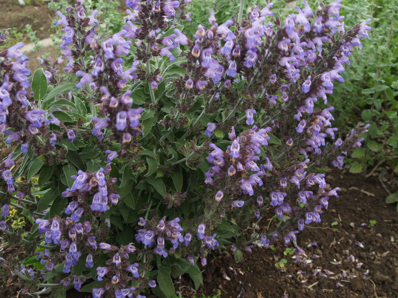 Florez Nursery Greek Sage, Salvia fruticosa
