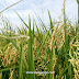 Sawah Padi Menguning Rezeki Petani