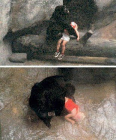 kisah sebenar gorila selamatkan budak
