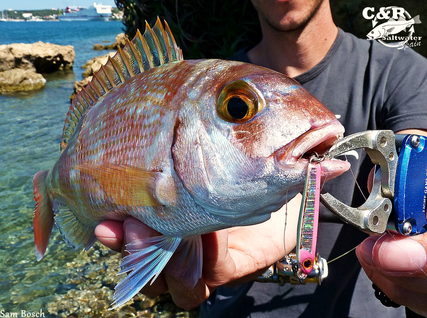 RockFishing Spain Especies del Rockfishing