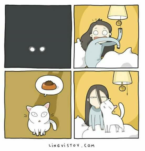 humor grafico gato que quiere comer de noche humor grafico gato que quiere comer de noche