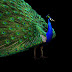 Best and Bautifull HD Wallpaper birds pecock,Peacock Wallpapers
