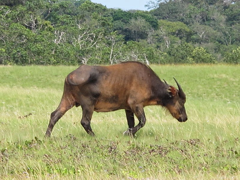 Buffle de forêt